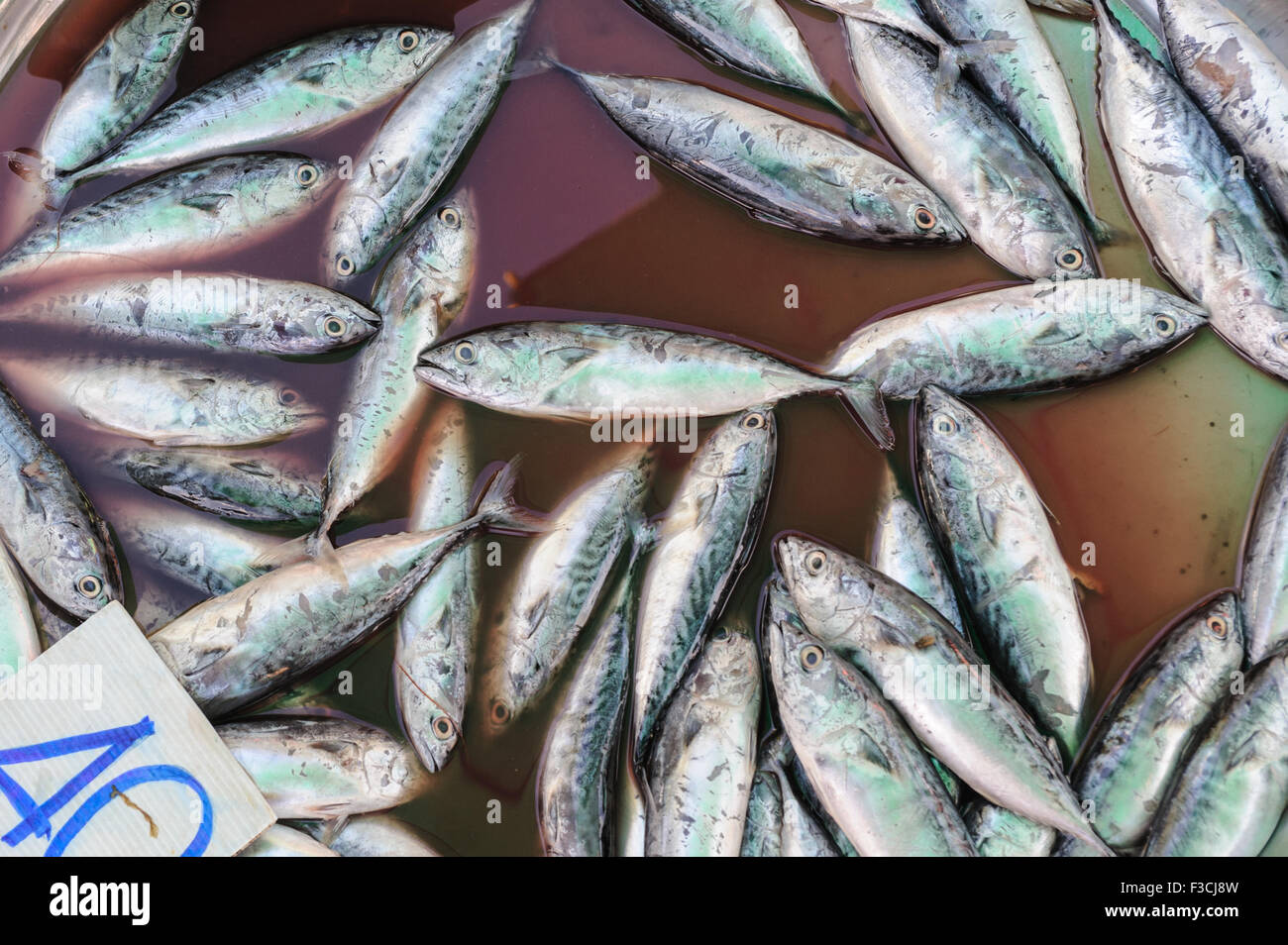 Fresh mackerels in market for sell. Stock Photo