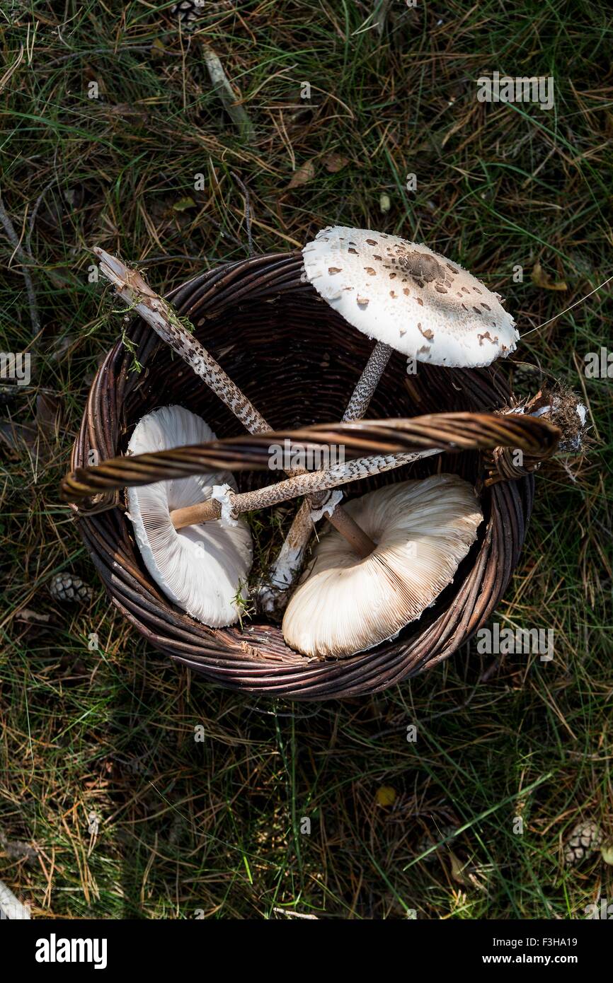 Basket of three tall stemmed foraged mushrooms on grass Stock Photo