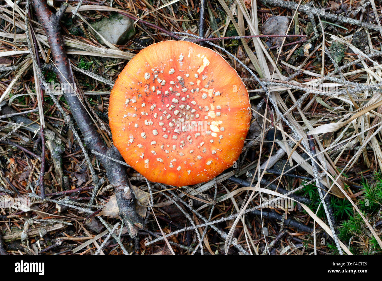 Amanita muscaria - poisonous mushroom Stock Photo