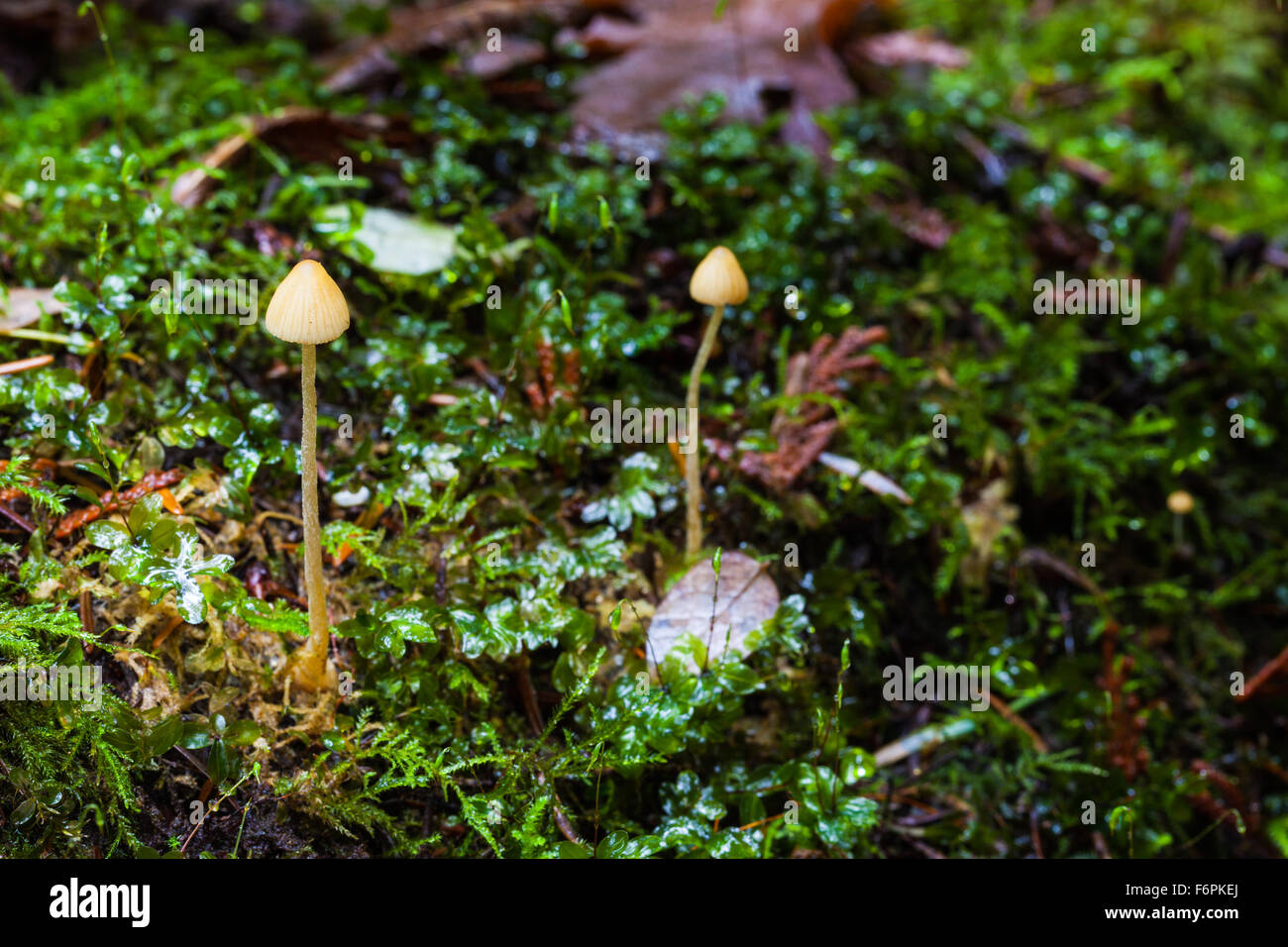 A pair of tall spindly mushrooms growing in moss on a tree Stock Photo