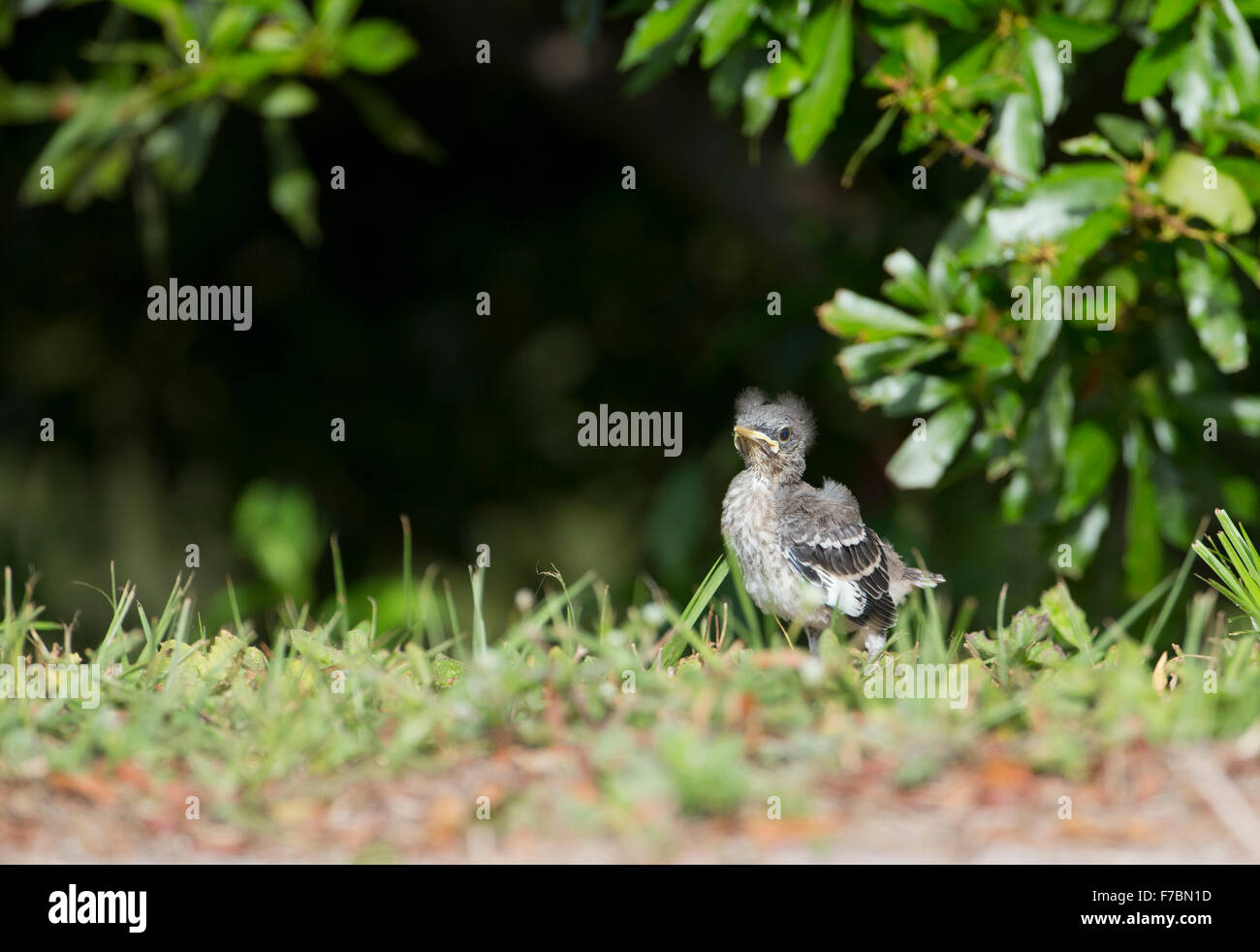 Wild mockingbird chick Stock Photo