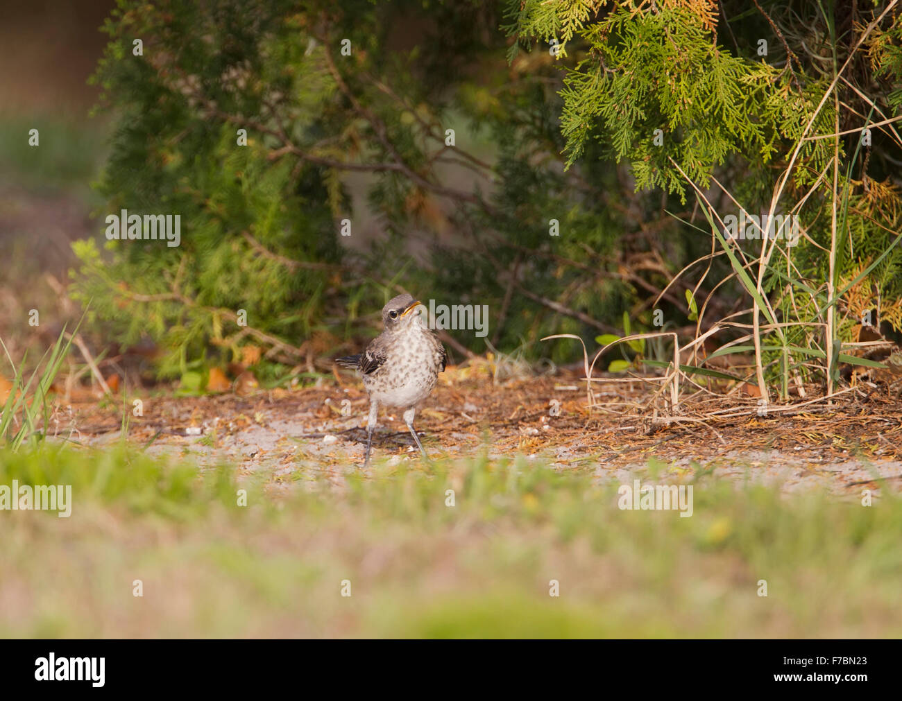 Wild mockingbird chick on ground under a bush Stock Photo