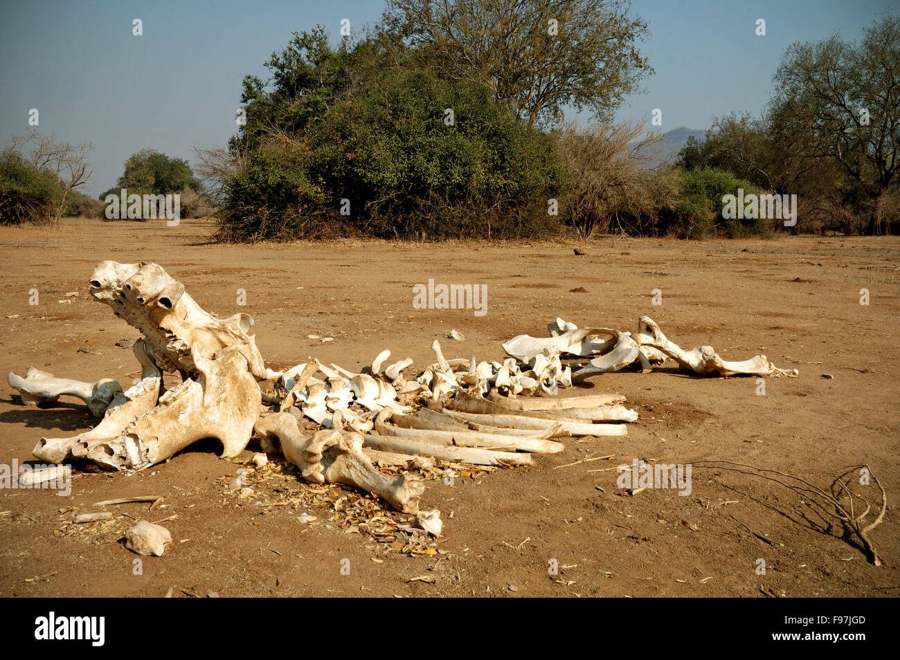 Skeleton of a hippo in the Lower Zambezi National Park, Zambia Stock Photo