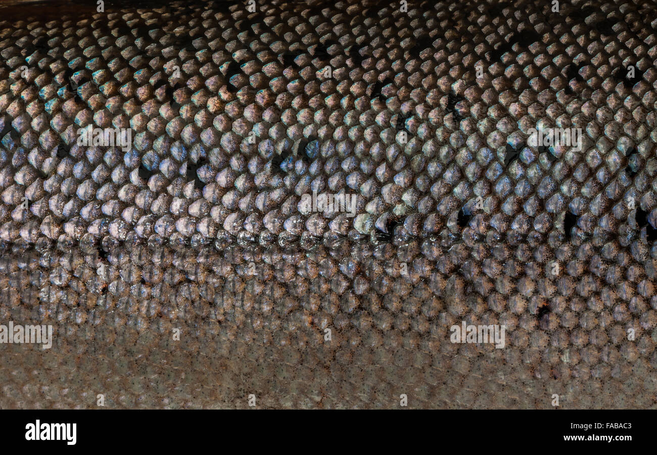 A big freshly caught trout with wet scales Stock Photo