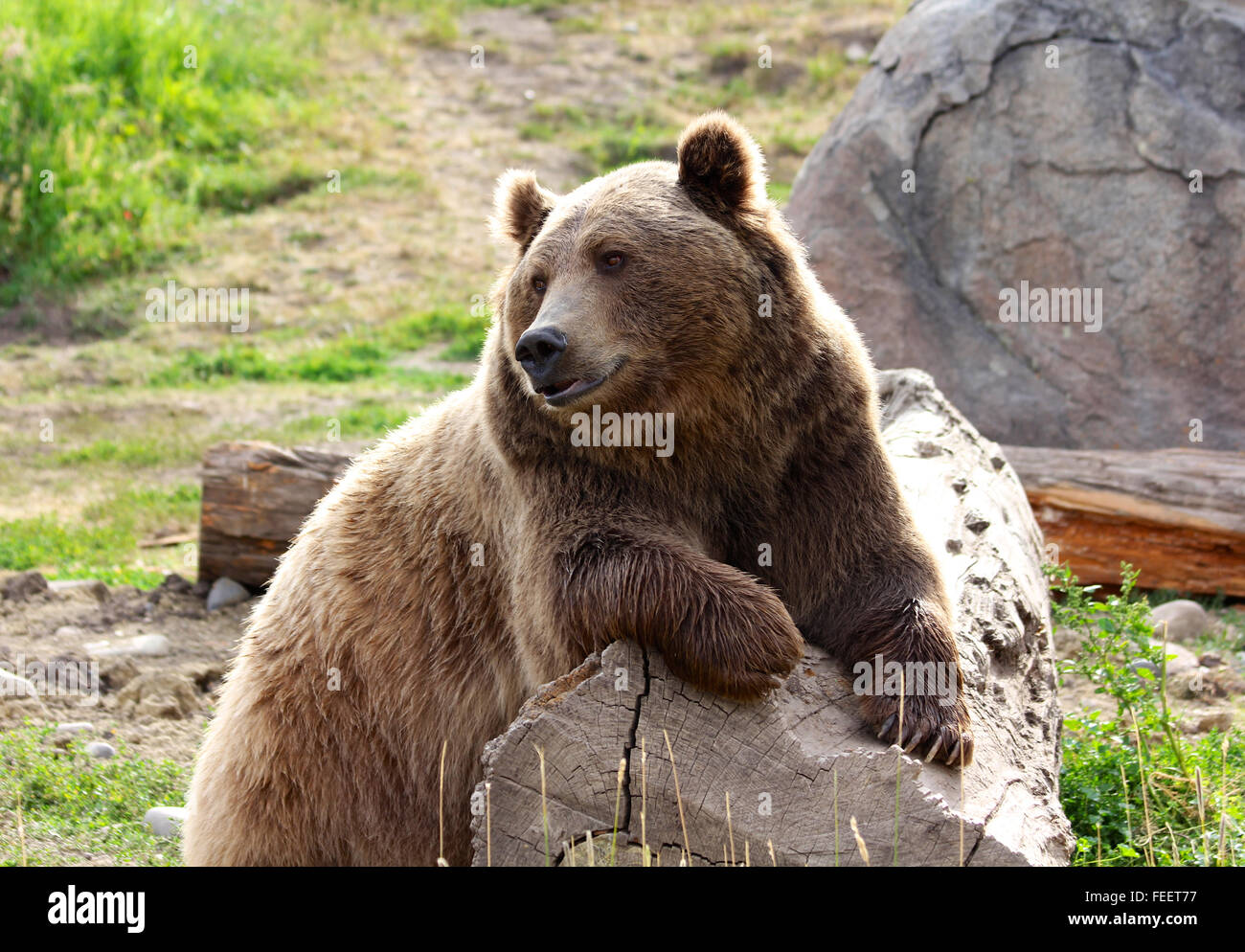 grizzly bear on log Stock Photo