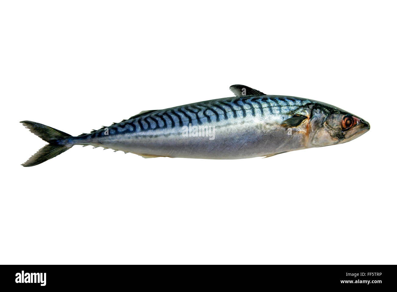 Fresh mackerel fish isolated on white background Stock Photo