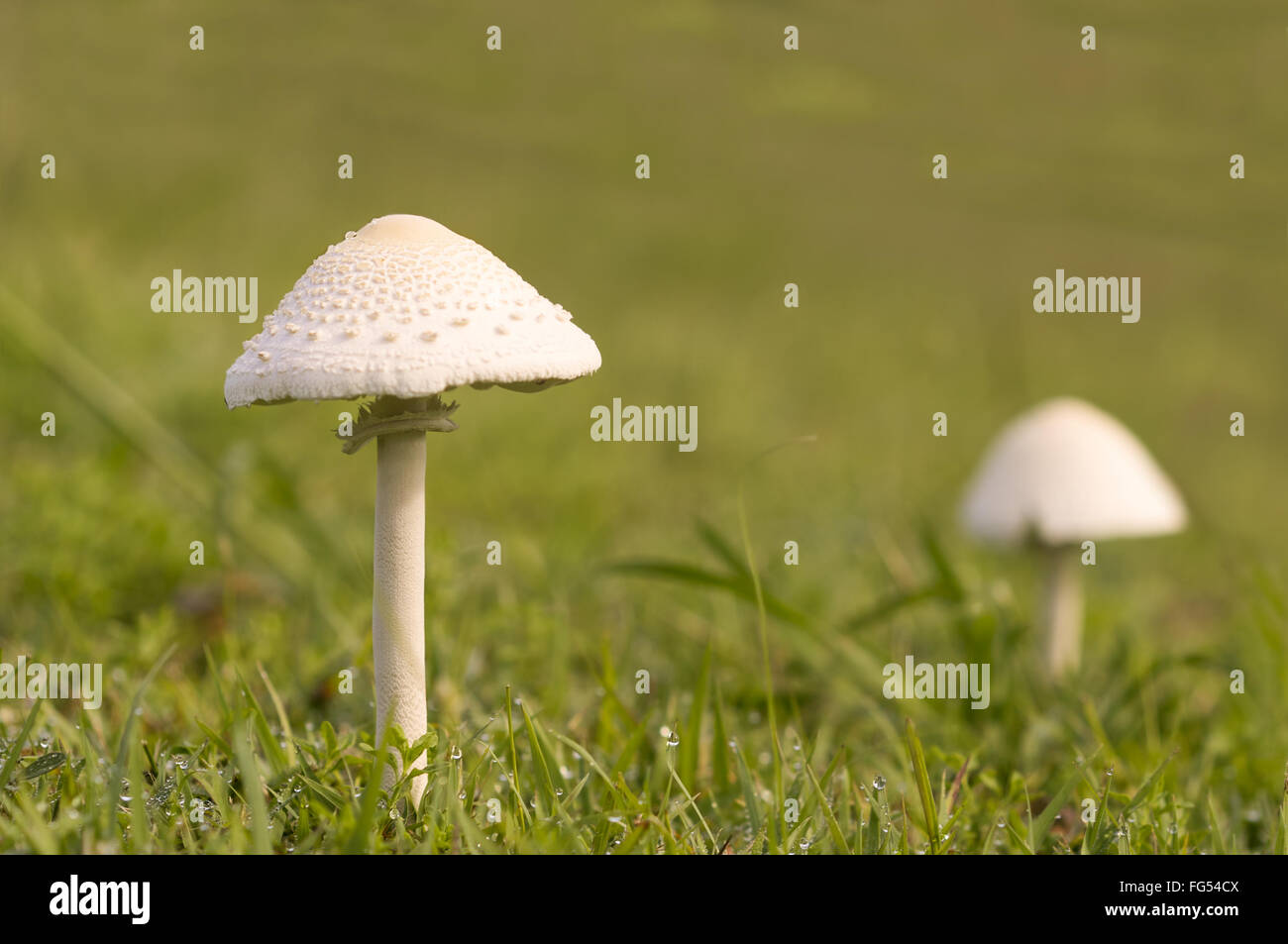 tall young mushroom after rain growing in wet green grassy field Stock Photo