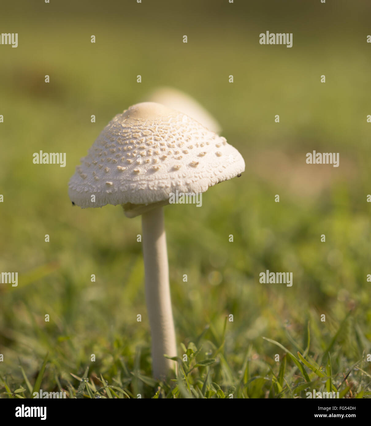 tall young mushroom after rain growing in green grass field Stock Photo