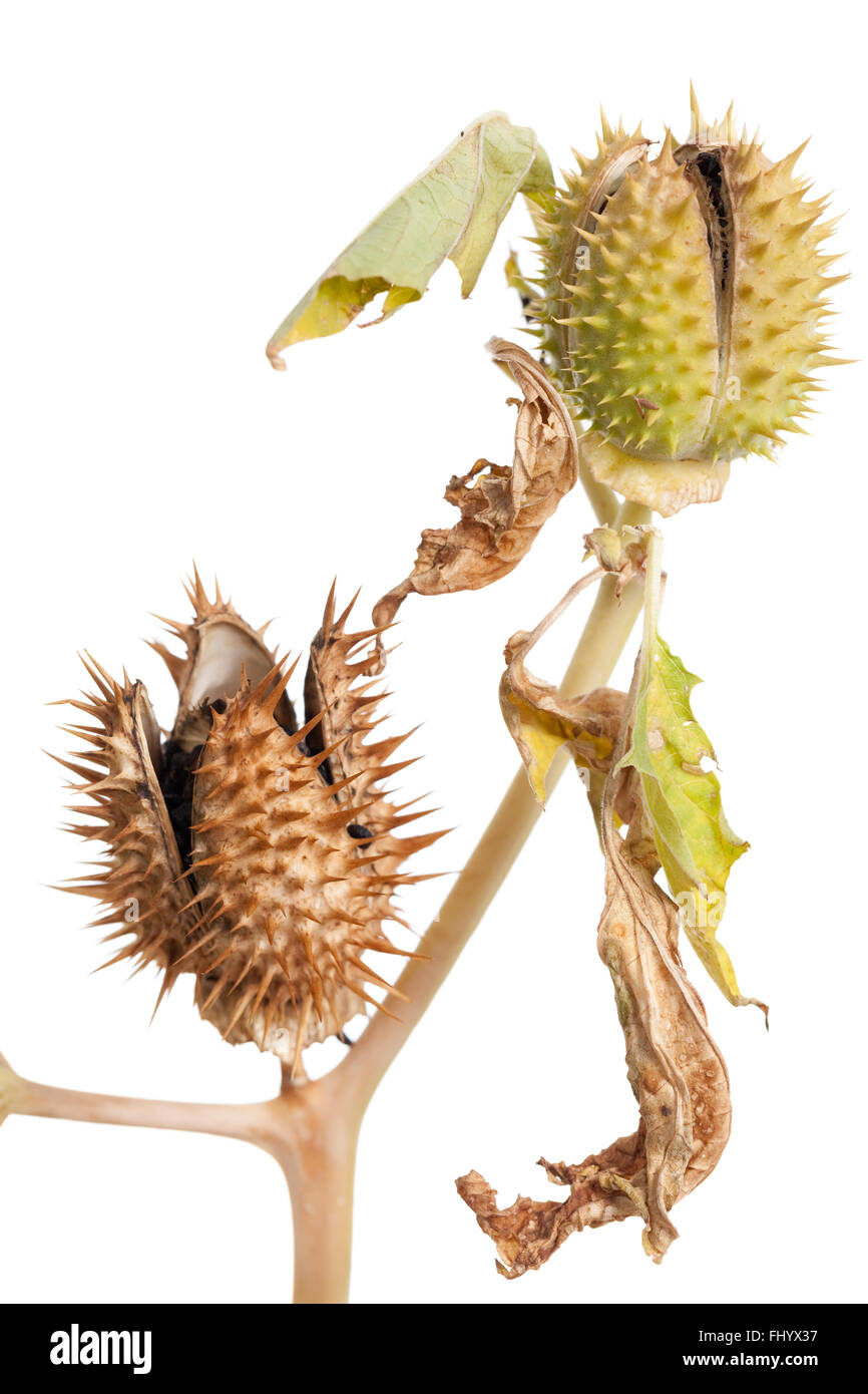 intensely poisonous thornapple (Datura stramonium) on white Stock Photo