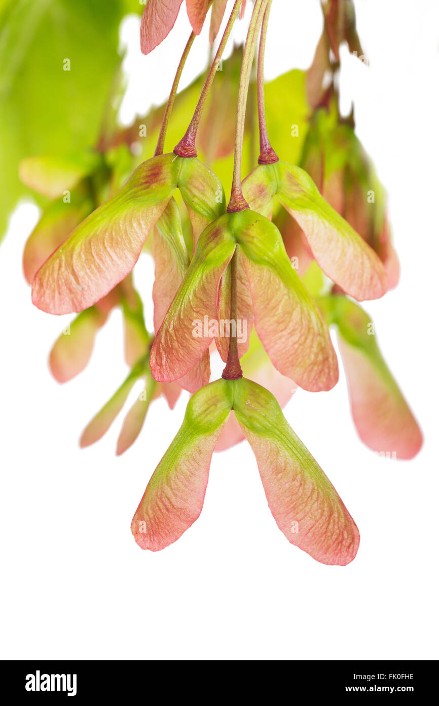 Red Maple (acer rubrum) seeds on a white background. Stock Photo