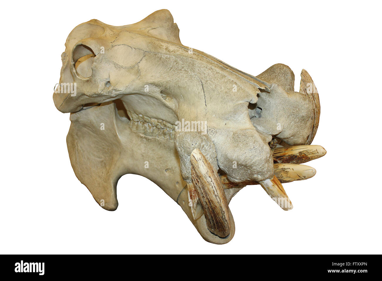 Hippopotamus Skull Stock Photo