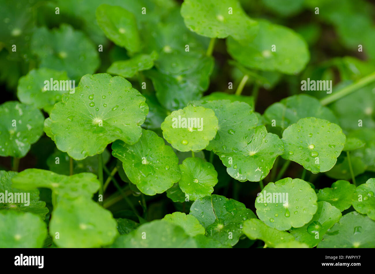 Water Pennywort Stock Photo