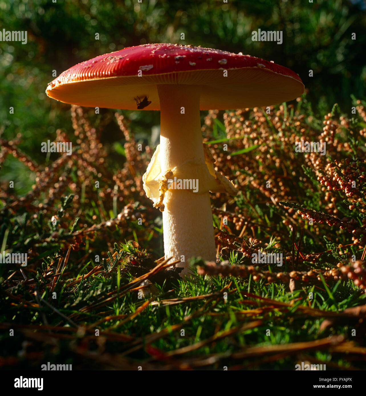 A red mushroom standing tall, outside. Stock Photo