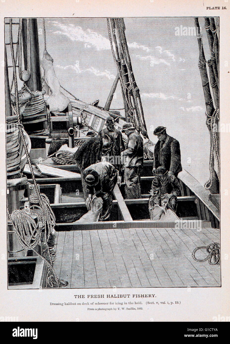 Dressing halibut on deck of schooner for icing in the hold. 1920 Stock Photo