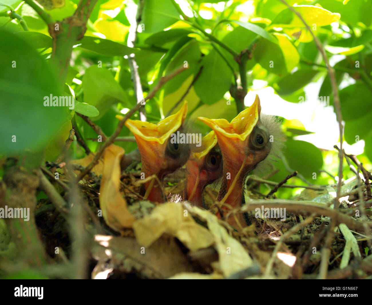 nest full of hungry baby Mockingbirds that are ready to eat Stock Photo