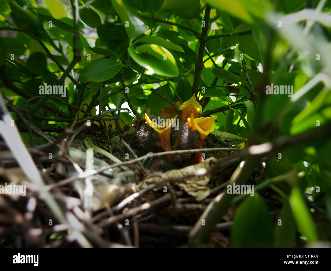 nest full of hungry baby Mockingbirds that are ready to eat. copy space included Stock Photo