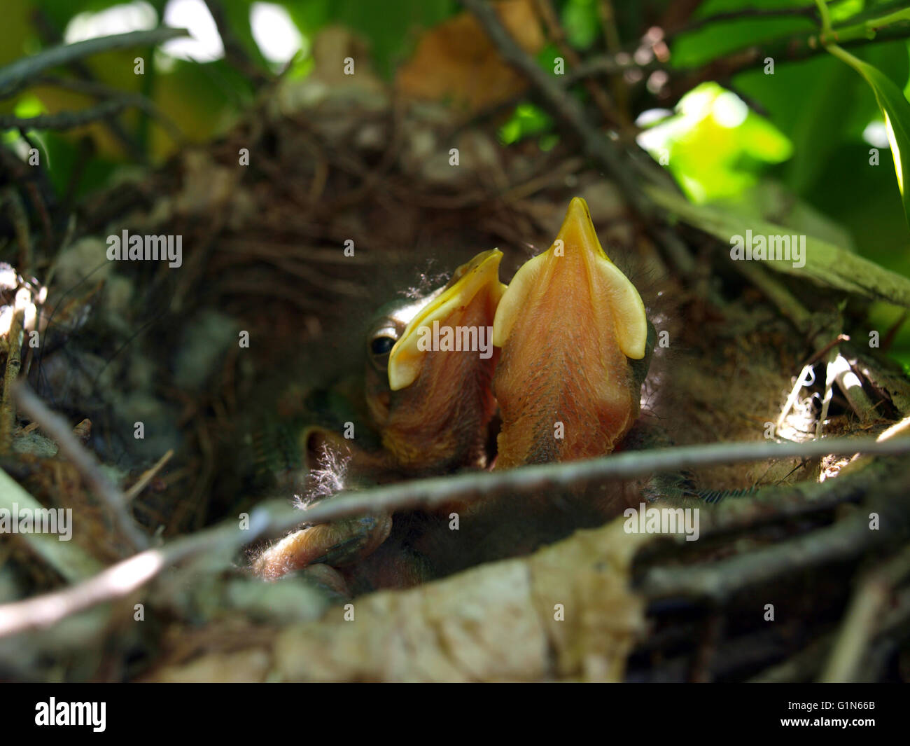 nest full of baby Mockingbirds that are resting Stock Photo