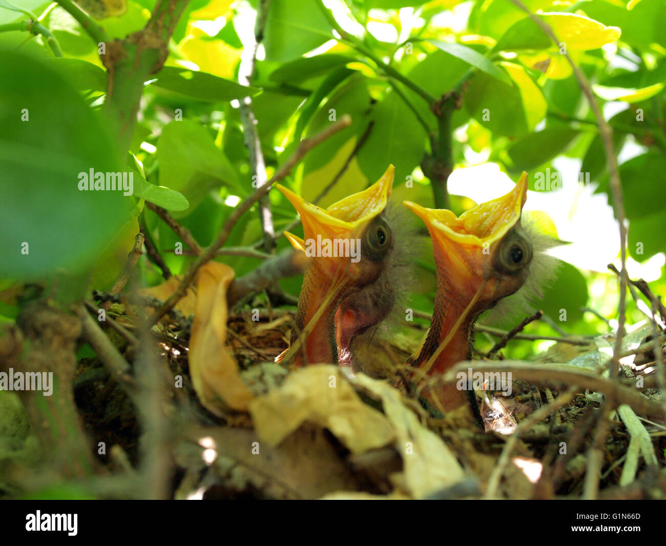 nest full of hungry baby Mockingbirds that are ready to eat Stock Photo