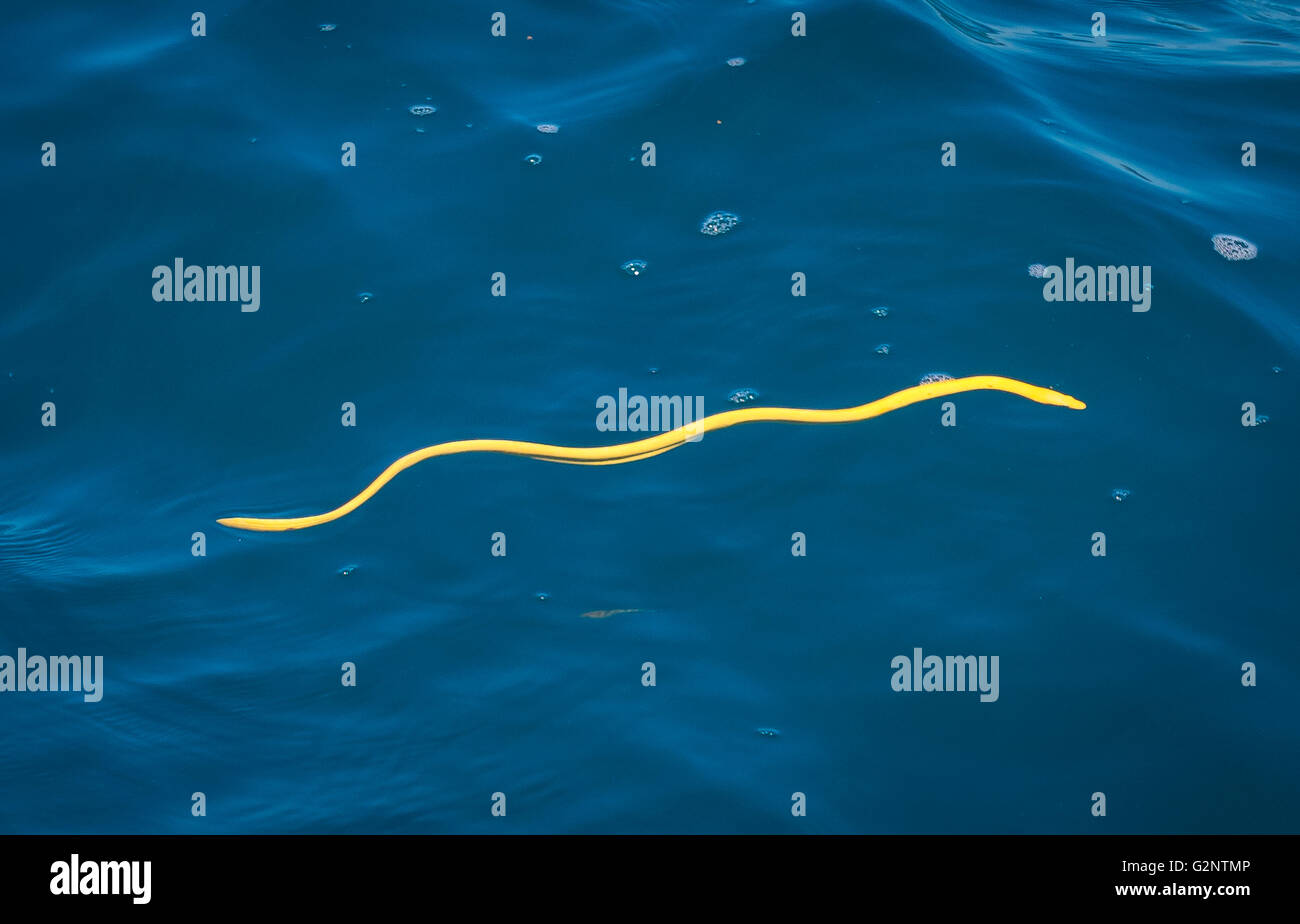 GULFO DULCE, COSTA RICA - Yellow-bellied sea snake, swims on surface of water in Gulfo Dulce. Poisonous venom.  Pelamis platura Stock Photo