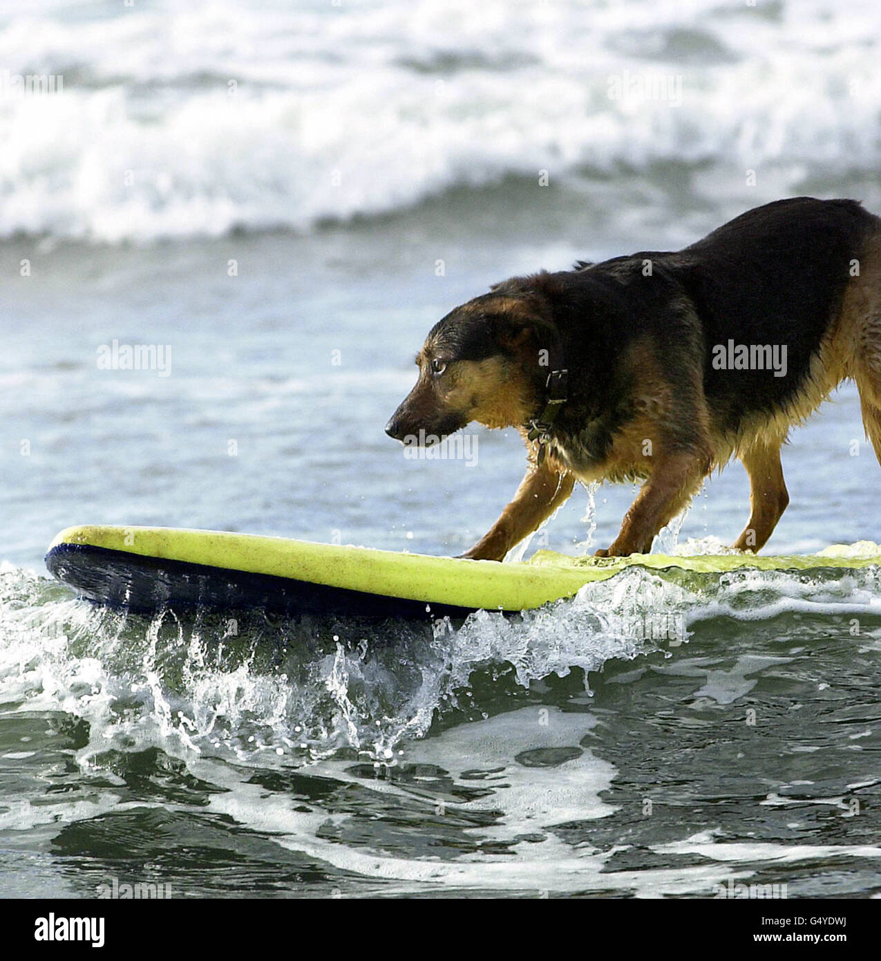 Surfing dog 'Max' riding on a surfboard on the beach at Broad Haven, Pembrokeshire on 1 March 2000. The Alsatian/collie has been short-listed for a Golden Bonio award in a national competition run to find Britain's top dogs. Stock Photo