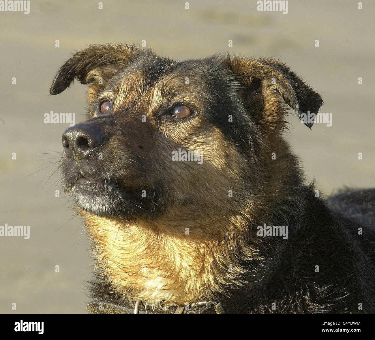 Surfing dog 'Max' on the beach at Broad Haven, Pembrokeshire on 1 March 2000. The Alsatian/collie has been short-listed for a Golden Bonio award in a national competition run to find Britain's top dogs. Stock Photo