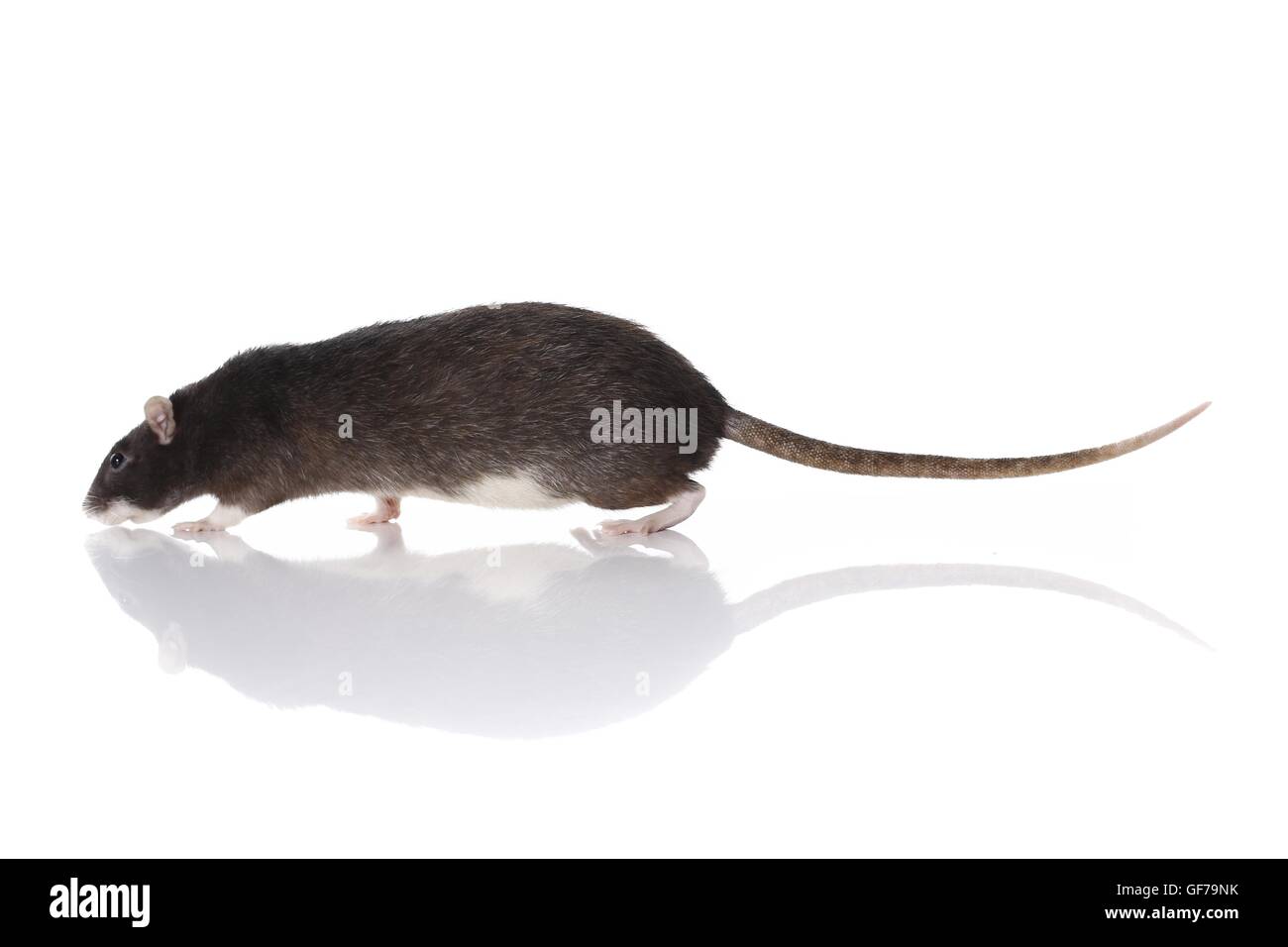 walking fancy rat Stock Photo