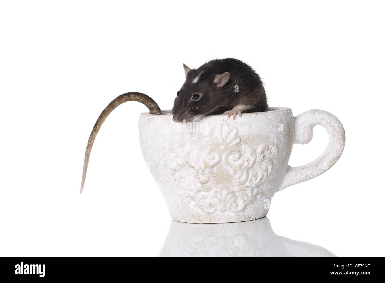 fancy rat at white background Stock Photo