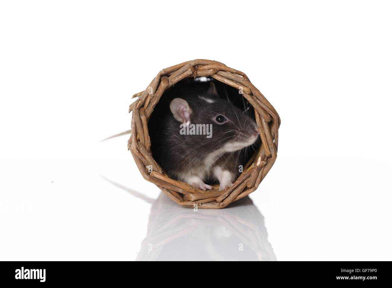 fancy rat at white background Stock Photo