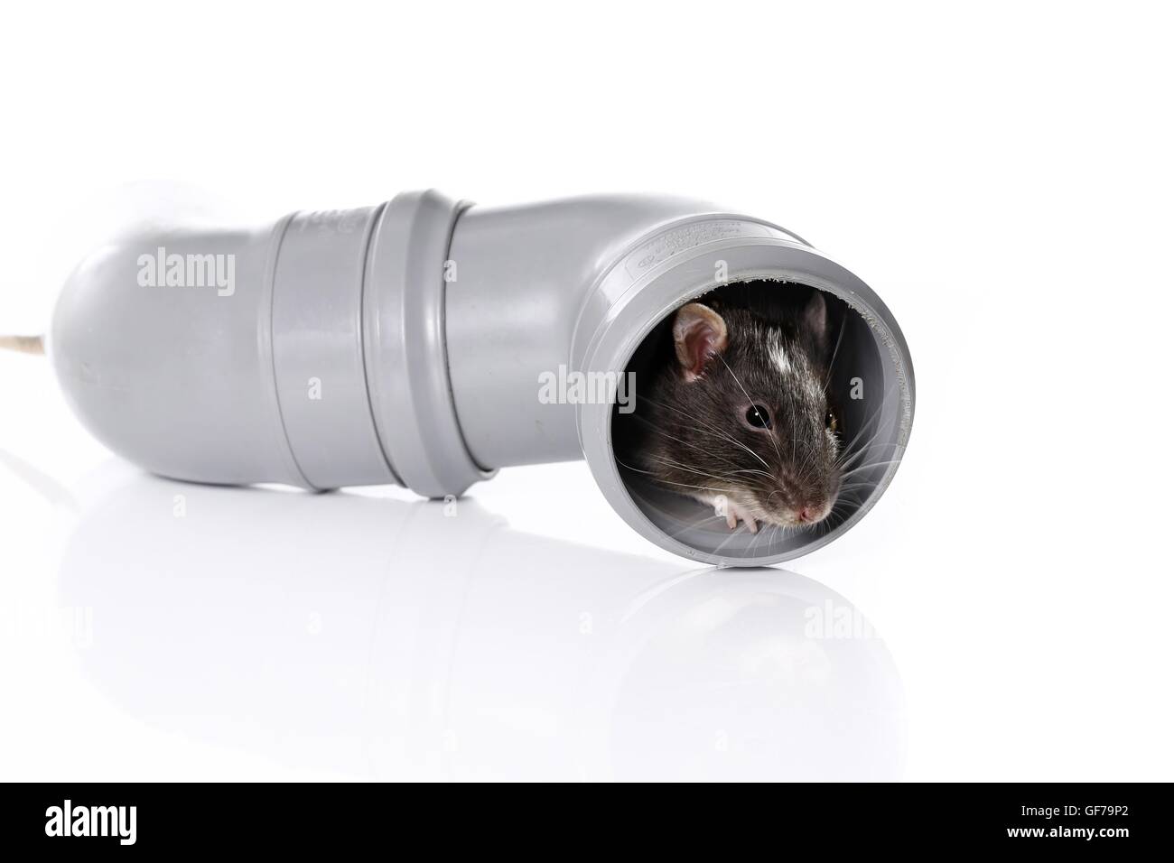 rat in pipe Stock Photo