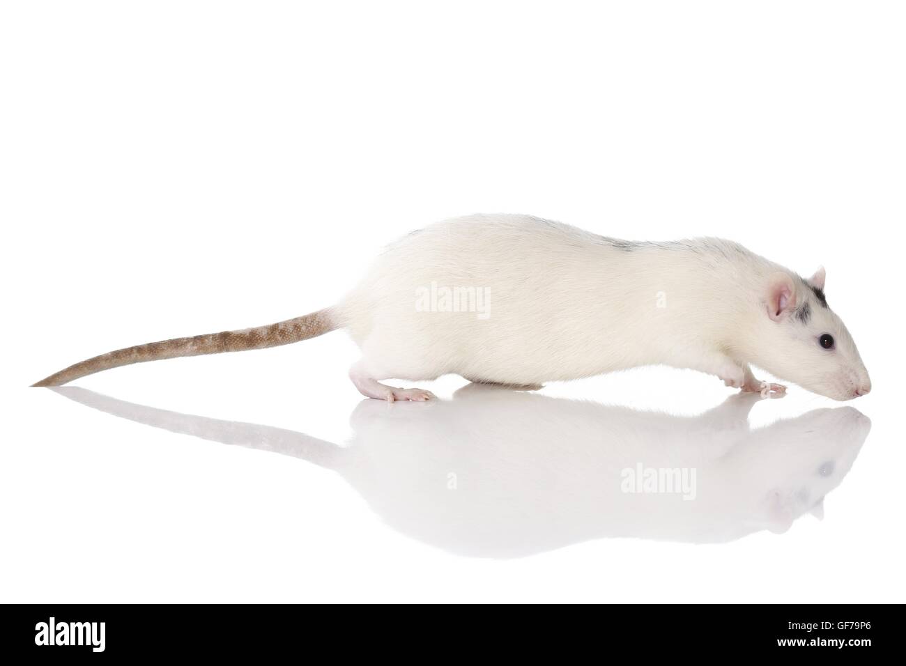 walking fancy rat Stock Photo