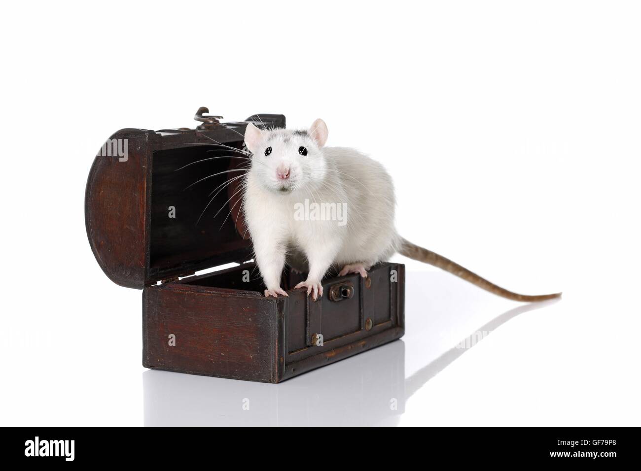 rat with wooden chest Stock Photo