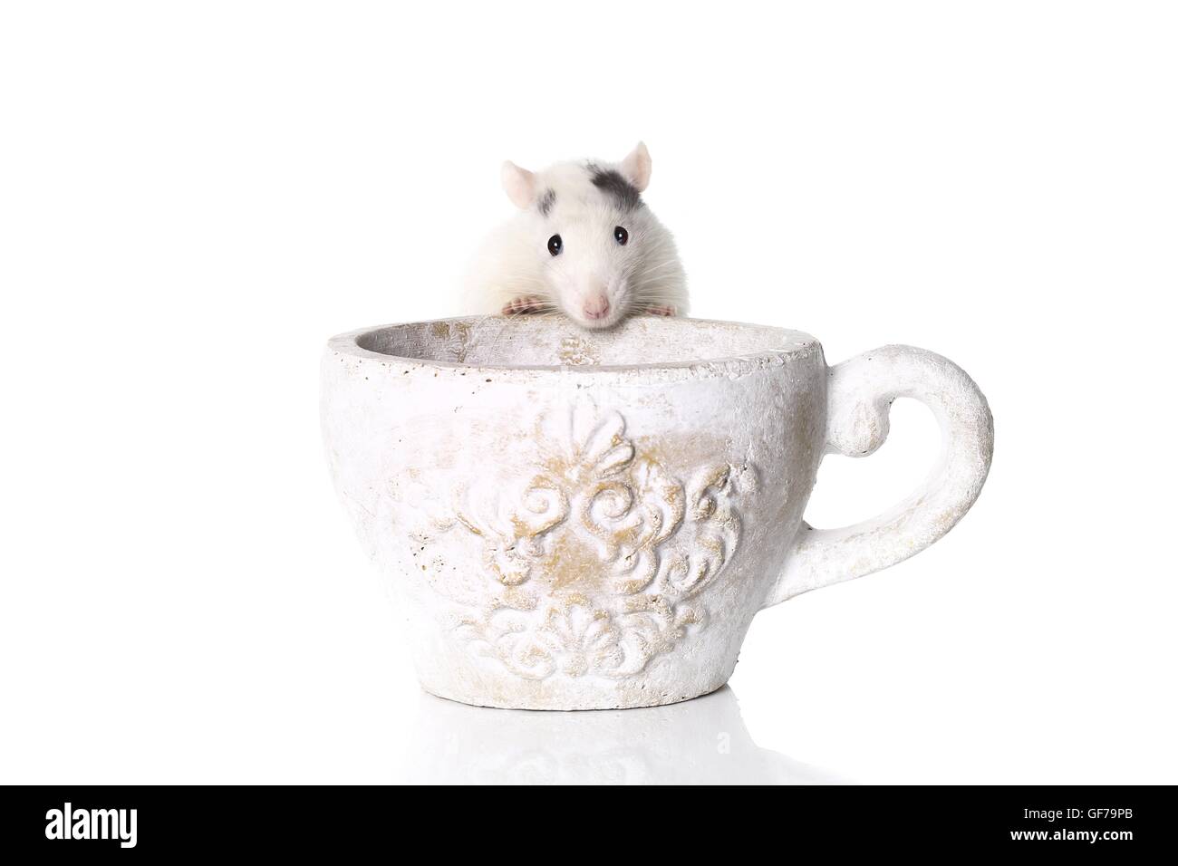 fancy rat at white background Stock Photo