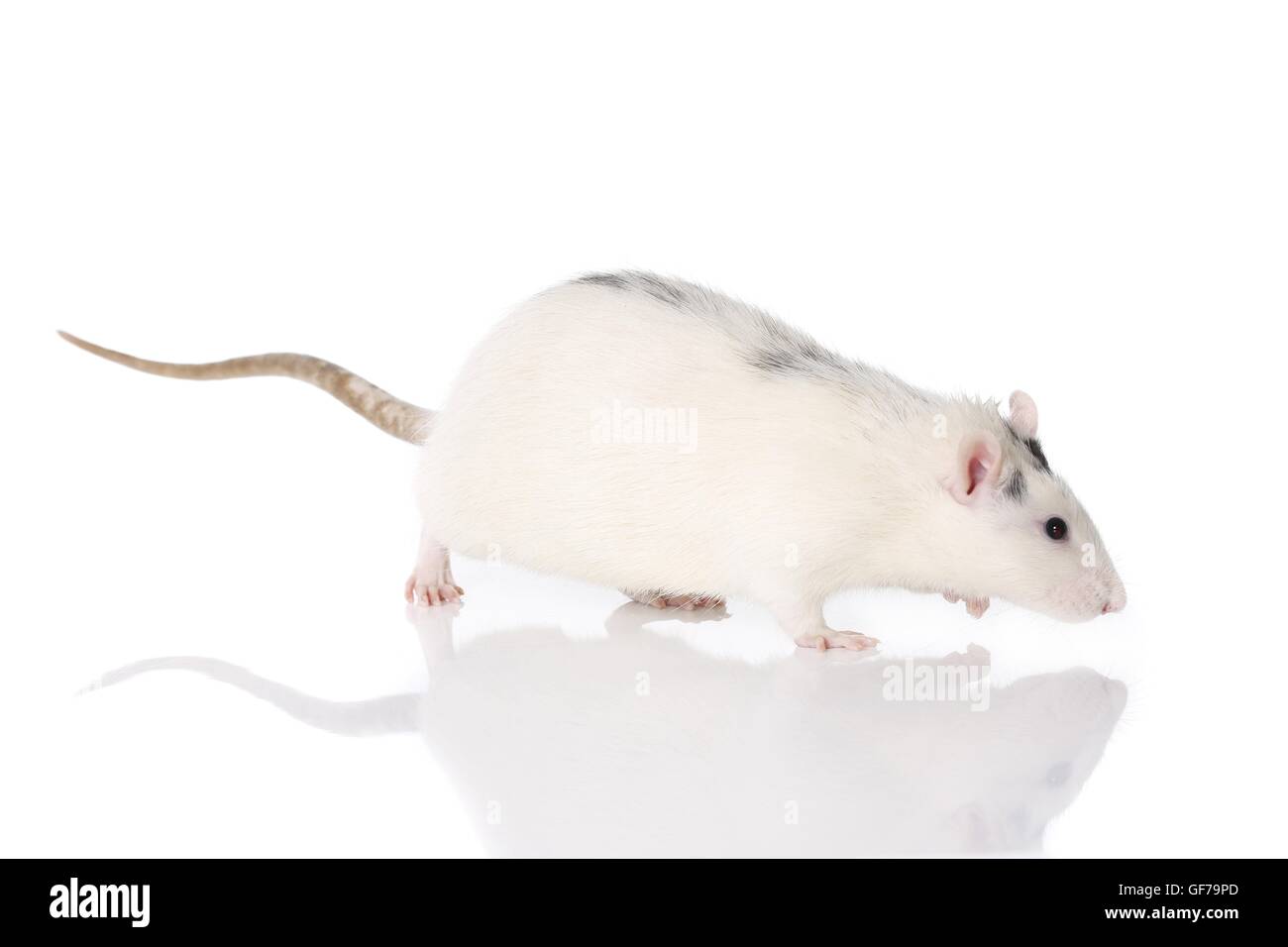 walking fancy rat Stock Photo