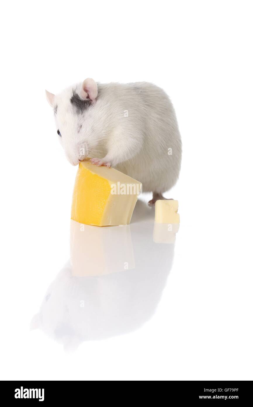 fancy rat wiht cheese Stock Photo