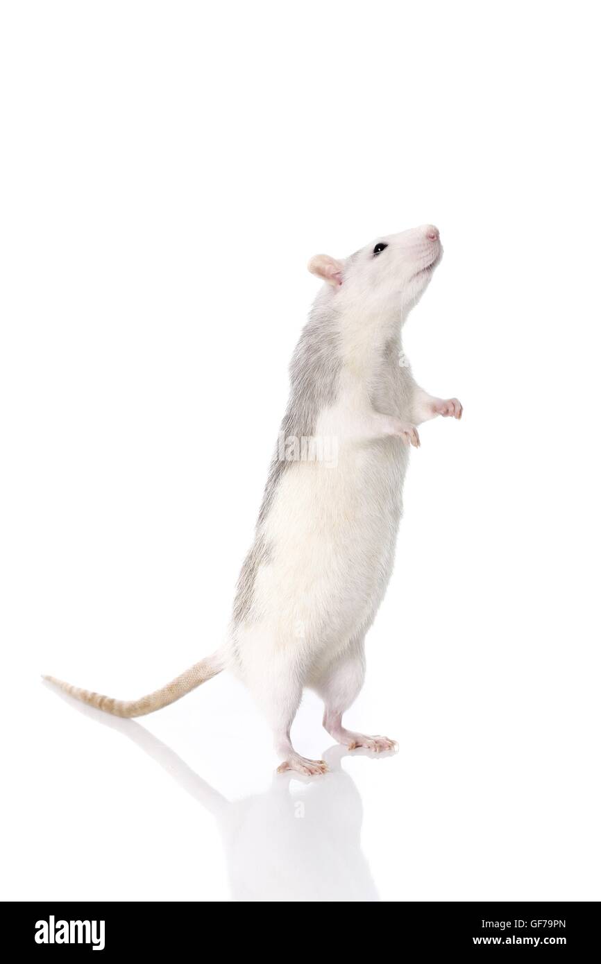 fancy rat at white background Stock Photo