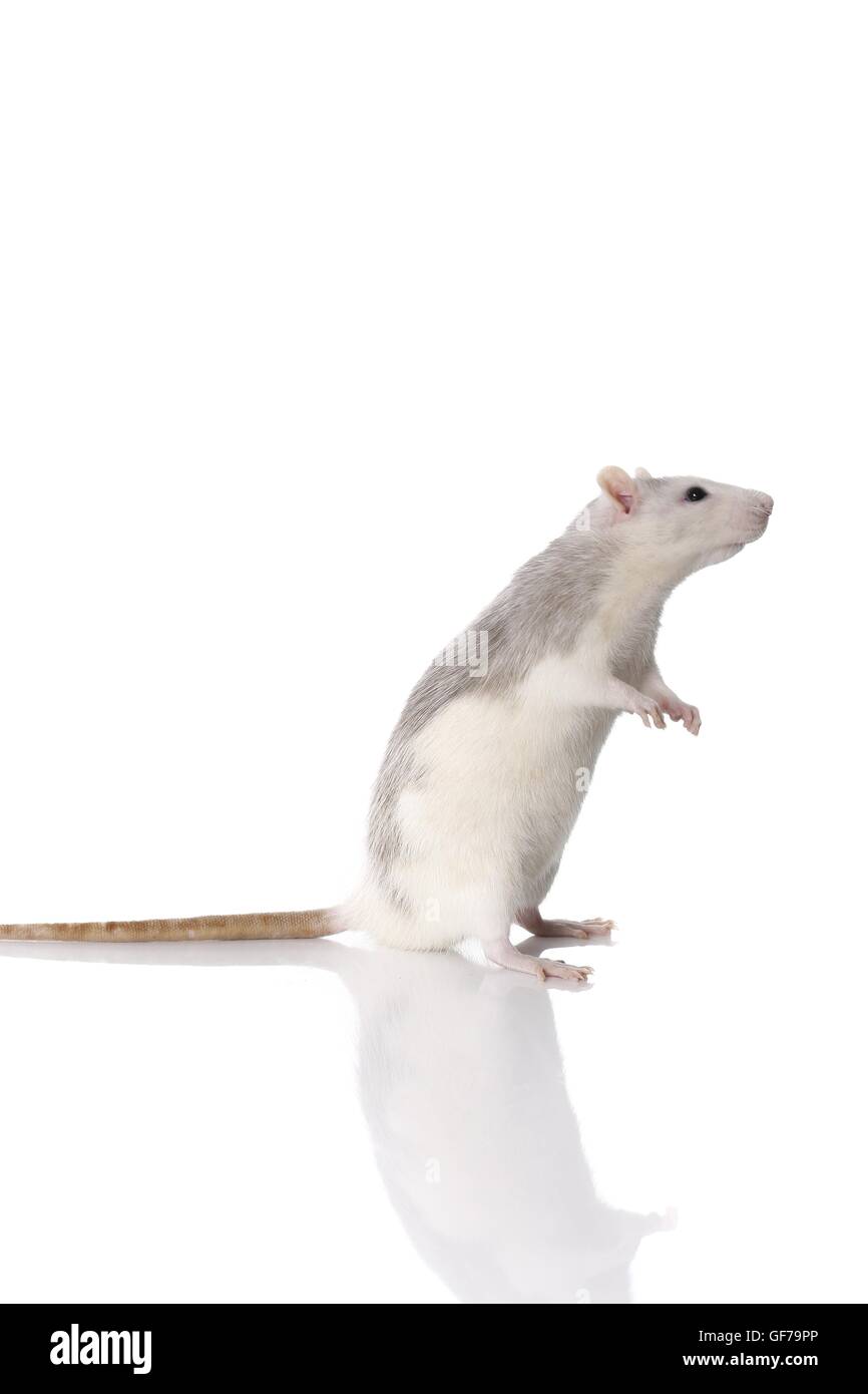 fancy rat at white background Stock Photo