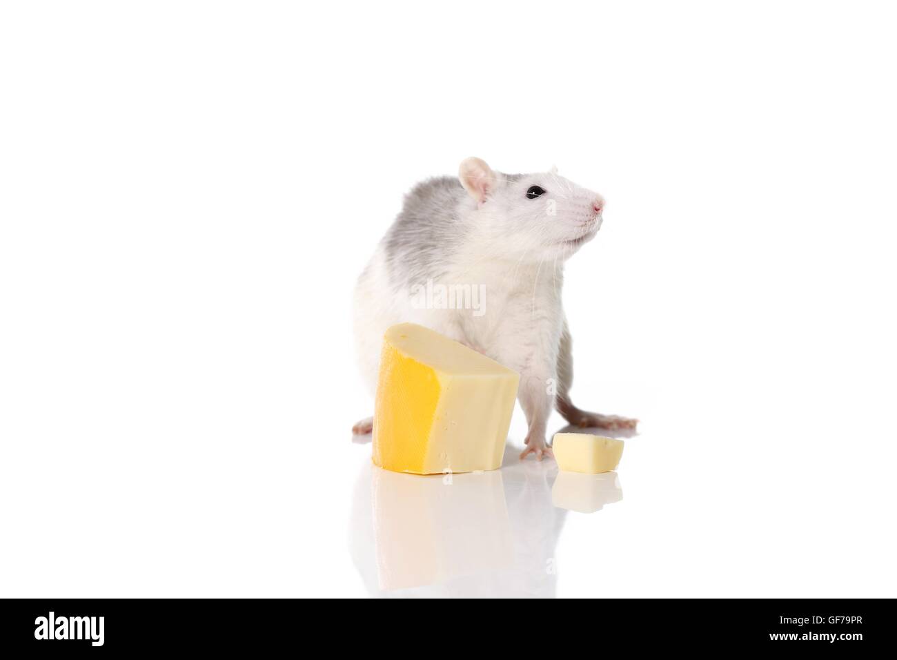 fancy rat wiht cheese Stock Photo