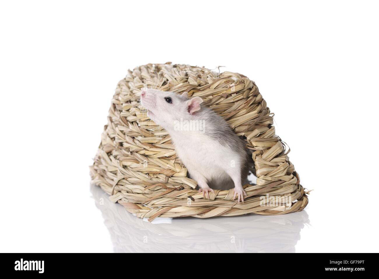 fancy rat at white background Stock Photo