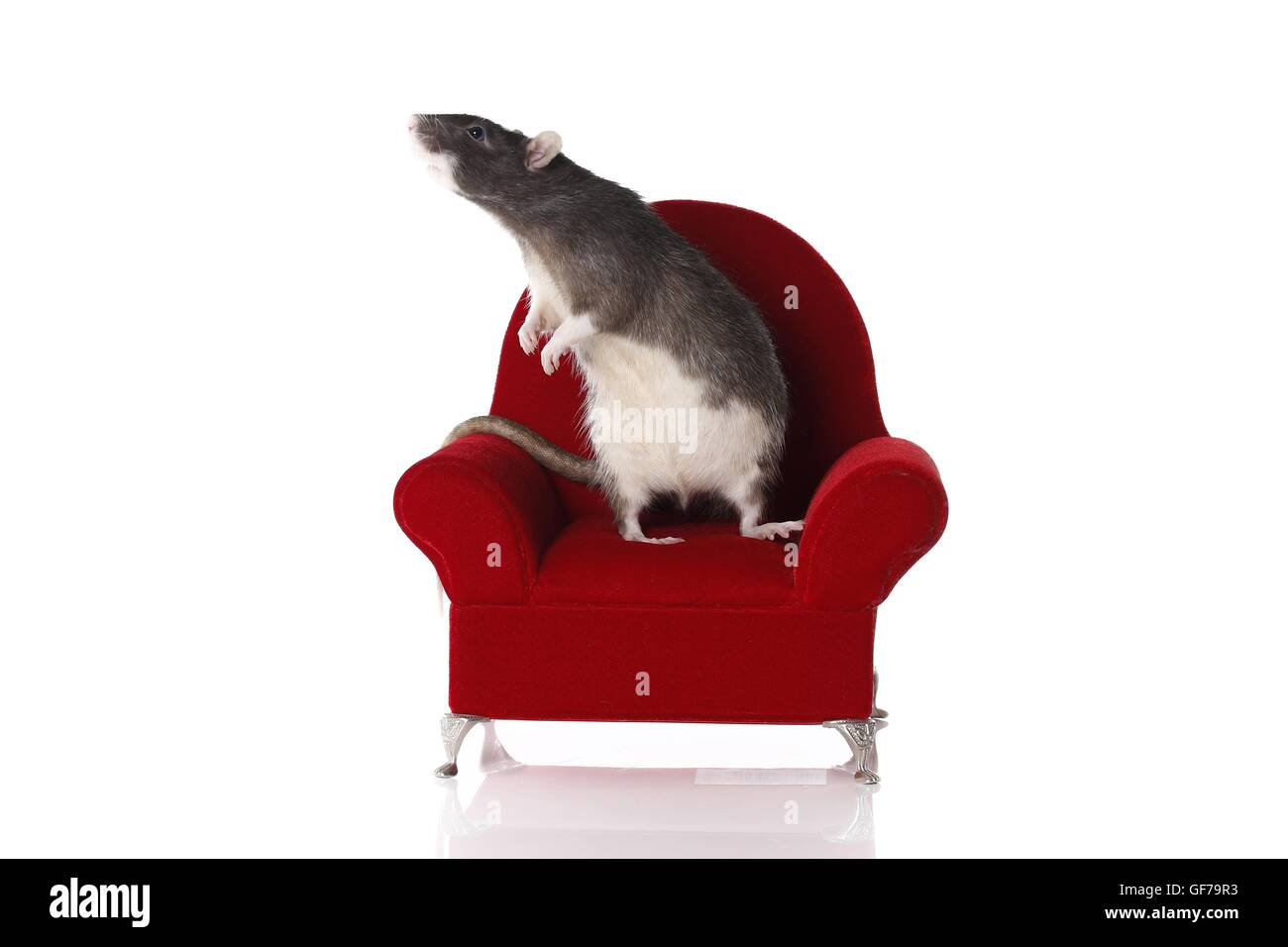 fancy rat at white background Stock Photo