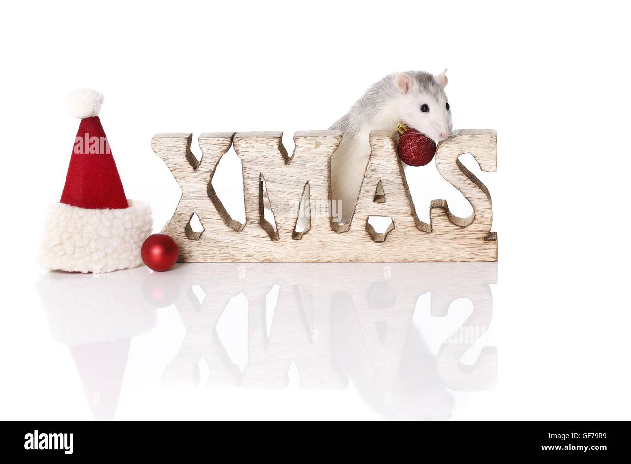 fancy rat at christmas Stock Photo