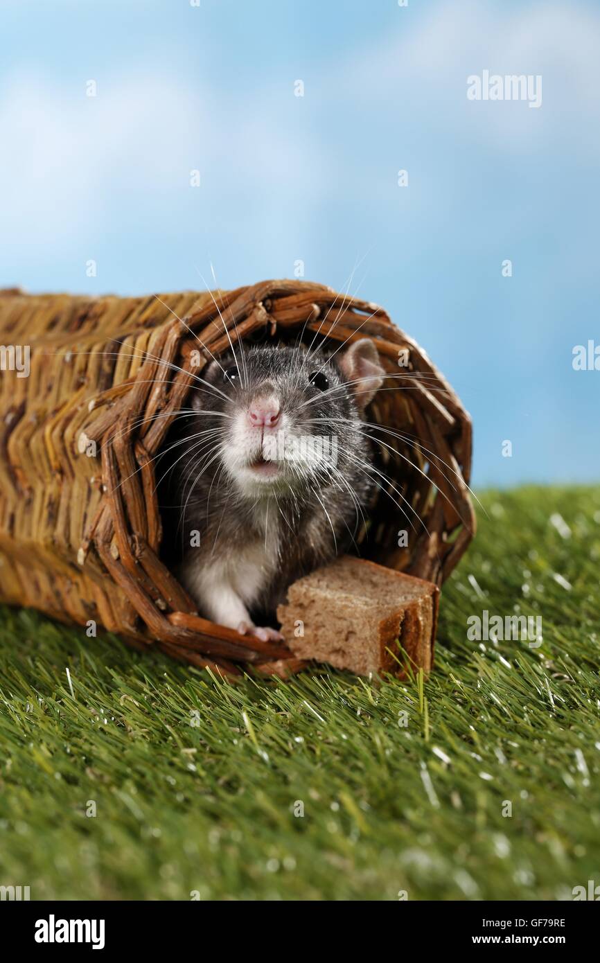 fancy rat Stock Photo