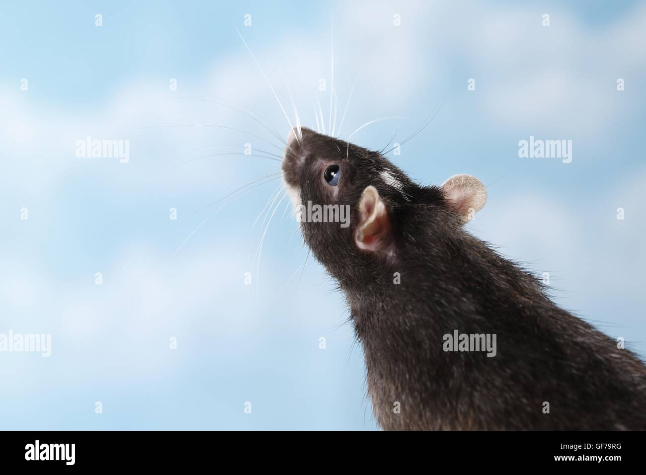 rat portrait Stock Photo