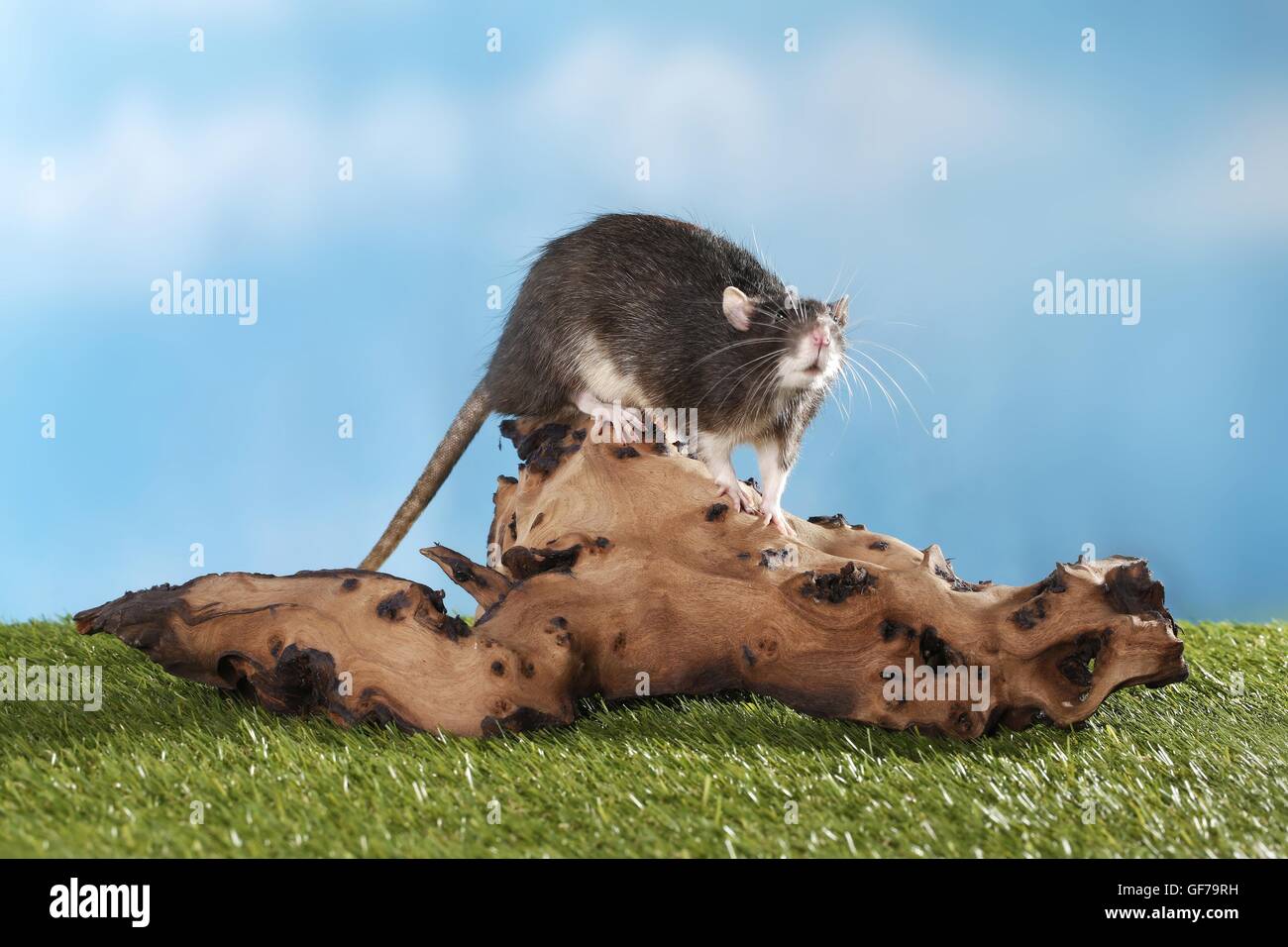 fancy rat Stock Photo