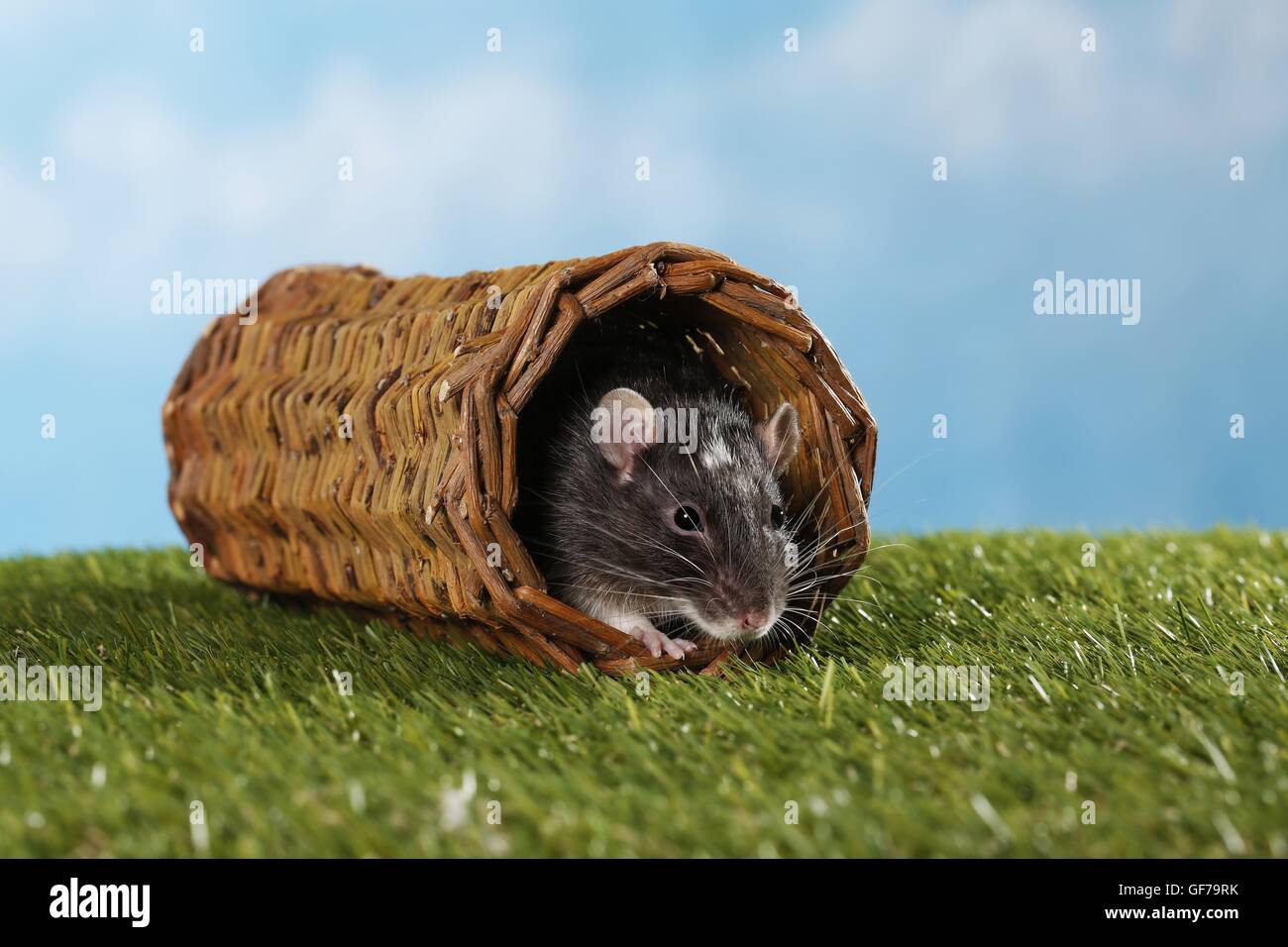 fancy rat Stock Photo