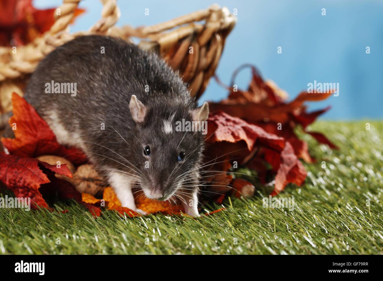 fancy rat Stock Photo