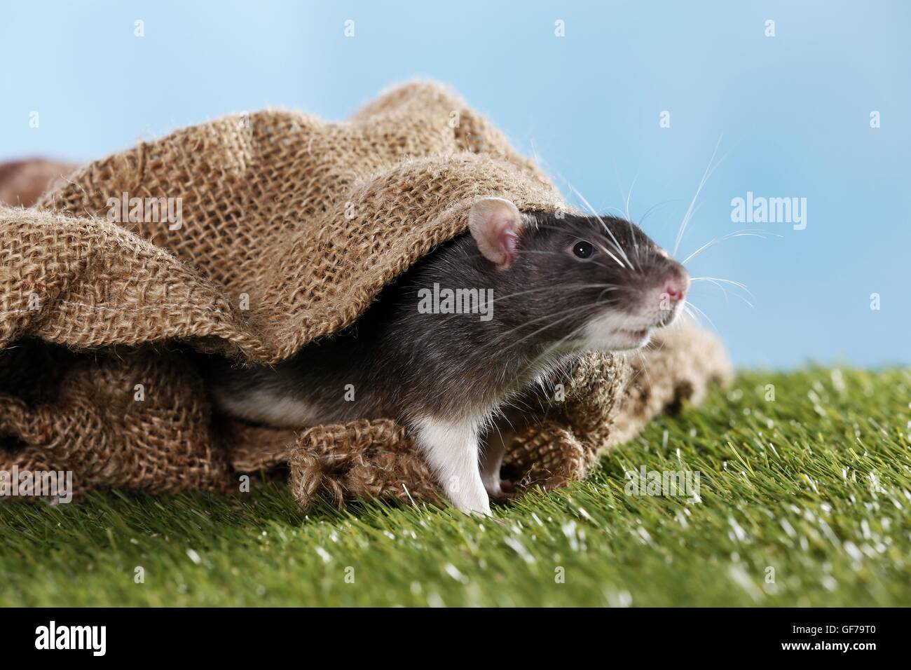 fancy rat in jute sack Stock Photo