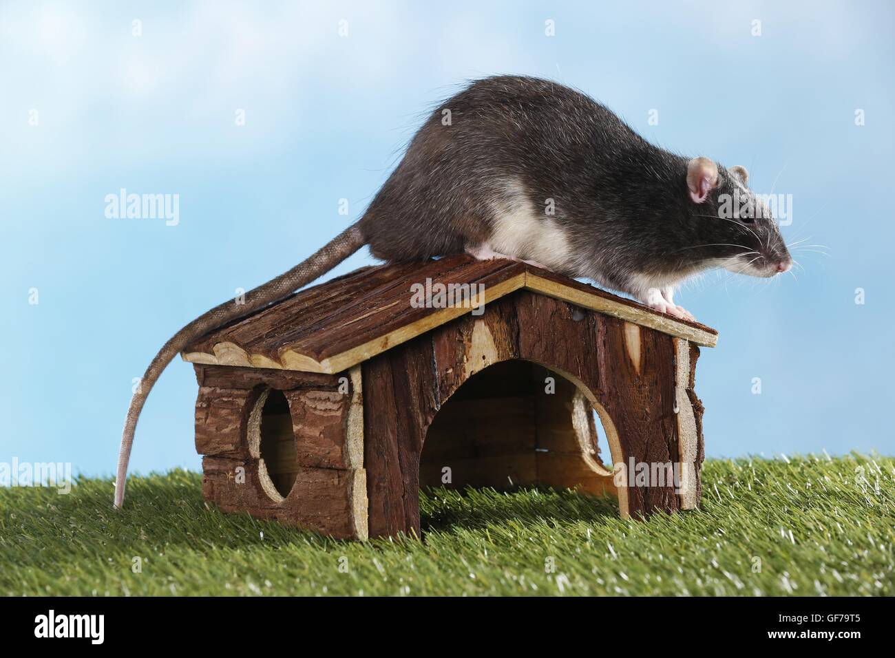 fancy rat Stock Photo