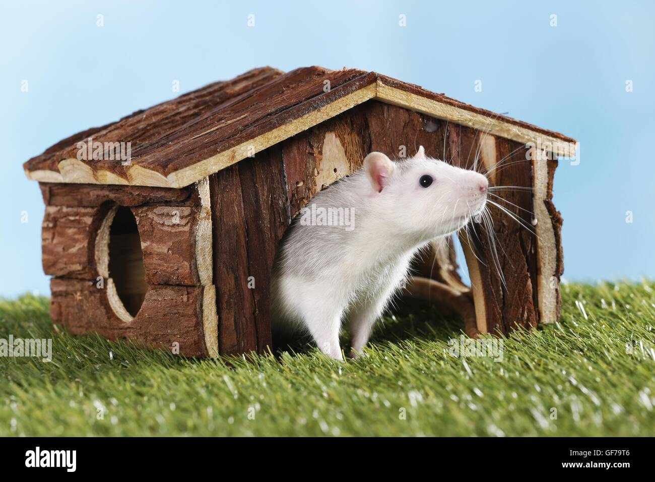 fancy rat Stock Photo