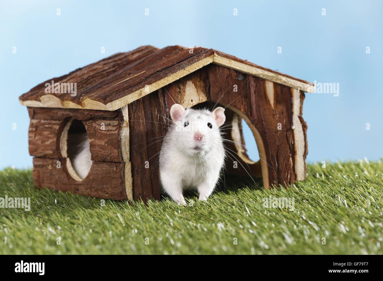 fancy rat Stock Photo