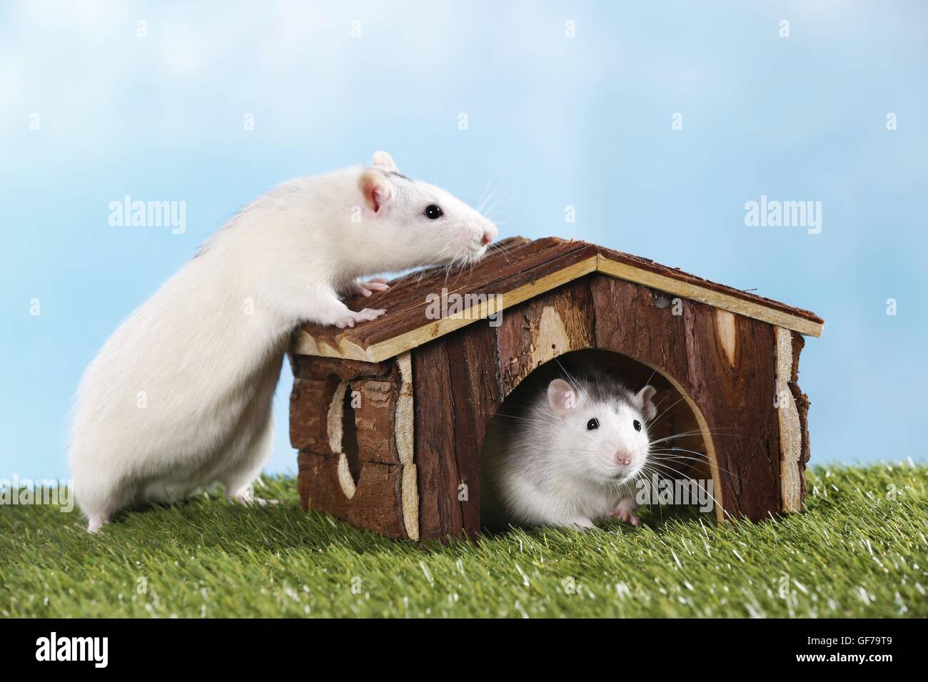 fancy rats Stock Photo